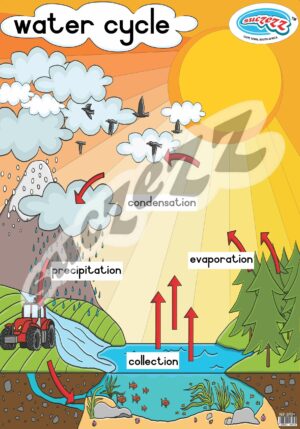 Poster - Water Cycle